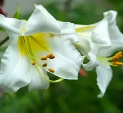 10 WHITE AVALANCHE LILY SEEDS (Erythronium Montanum), Perennial Flower Seeds