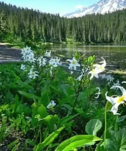 10 WHITE AVALANCHE LILY SEEDS (Erythronium Montanum), Perennial Flower Seeds