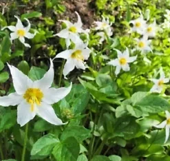 10 WHITE AVALANCHE LILY SEEDS (Erythronium Montanum), Perennial Flower Seeds