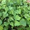 10 White Sweet potato Slips / Cuttings / Asian White Sweet Potato Plants / Khoai