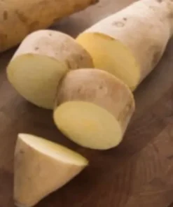 10 White Sweet potato Slips / Cuttings / Asian White Sweet Potato Plants / Khoai