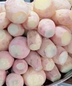 10 White Sweet potato Slips / Cuttings / Asian White Sweet Potato Plants / Khoai