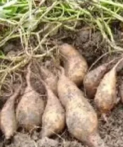 10 White Sweet potato Slips / Cuttings / Asian White Sweet Potato Plants / Khoai