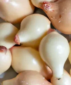 10 Wild Garlic Bulb Plant Seeds, Meadow Type - Planting Herb or Garden Flower