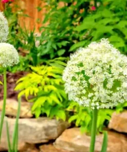 10 Wild Garlic Bulb Plant Seeds, Meadow Type - Planting Herb or Garden Flower