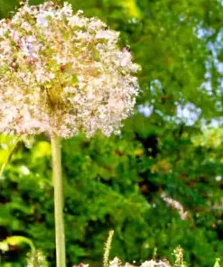 10 Wild Garlic Bulb Plant Seeds, Meadow Type - Planting Herb or Garden Flower