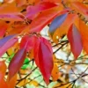 10 'Wildfire' Black Tupelo Tree Seeds (Nyssa sylvatica) MEDICINAL, EDIBLE FRUITS