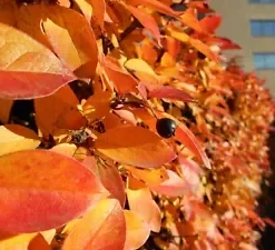 10 'Wildfire' Black Tupelo Tree Seeds (Nyssa sylvatica) MEDICINAL, EDIBLE FRUITS