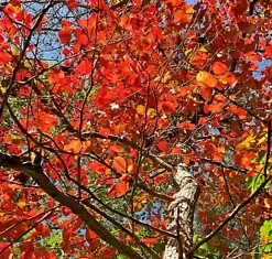 10 'Wildfire' Black Tupelo Tree Seeds (Nyssa sylvatica) MEDICINAL, EDIBLE FRUITS