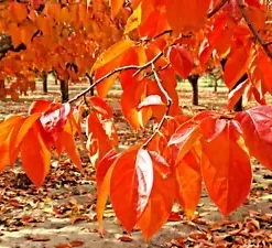 10 'Wildfire' Black Tupelo Tree Seeds (Nyssa sylvatica) MEDICINAL, EDIBLE FRUITS
