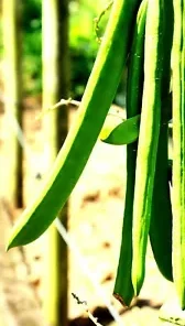 10 Wonder Bean Seeds | GIANT Jack/Sword (Canavalia ensiformis)