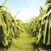 10+ Yellow Dragonfruit Seeds: Pitaya Dragon Fruit Tree Cactus Hylocereus