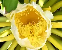 10+ Yellow Dragonfruit Seeds: Pitaya Dragon Fruit Tree Cactus Hylocereus