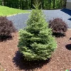 100 Balsam Fir Seeds (Abies balsamea) Christmas Trees