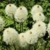 100+ Beargrass Seeds WHITE TORCH LILY (Xerophyllum tenax) Tall Flower