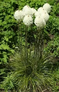 100+ Beargrass Seeds WHITE TORCH LILY (Xerophyllum tenax) Tall Flower