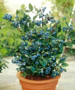 100+ Blueberry Seeds - Dwarf Top Hat | Low Bush Variety - Sweet Edible Fruits