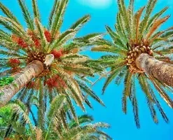 100 Canary Island Date Palm Seeds (Phoenix Canariensis) Dates, Edible Fruit Tree