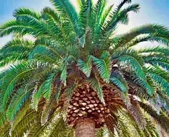 100 Canary Island Date Palm Seeds (Phoenix Canariensis) Dates, Edible Fruit Tree