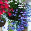 100+ Cascade Lobelia Seed Mix, Colorful Trailing Perennial Flowers