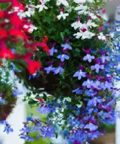 100+ Cascade Lobelia Seed Mix, Colorful Trailing Perennial Flowers