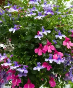 100+ Cascade Lobelia Seed Mix, Colorful Trailing Perennial Flowers