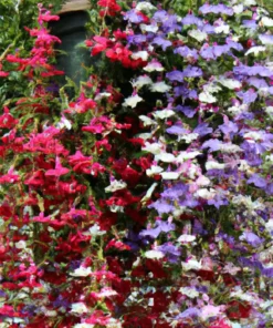 100+ Cascade Lobelia Seed Mix, Colorful Trailing Perennial Flowers