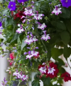 100+ Cascade Lobelia Seed Mix, Colorful Trailing Perennial Flowers