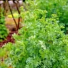 100 Common Rue | Medicinal Herb Seeds | Garden Rue (Ruta graveolens),