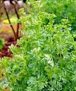 100 Common Rue | Medicinal Herb Seeds | Garden Rue (Ruta graveolens),