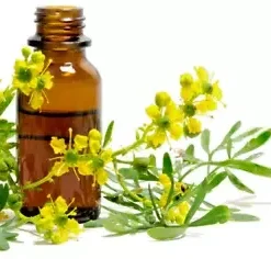 100 Common Rue | Medicinal Herb Seeds | Garden Rue (Ruta graveolens),