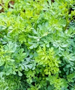 100 Common Rue | Medicinal Herb Seeds | Garden Rue (Ruta graveolens),