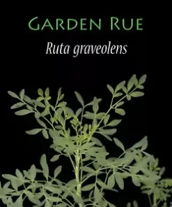 100 Common Rue | Medicinal Herb Seeds | Garden Rue (Ruta graveolens),
