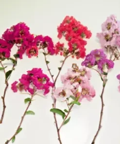 100+ Crepe Myrtle Flower Tree Seeds - 6 Bright Colors (Lagerstroemia)