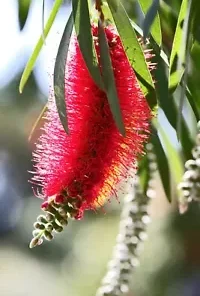 100+ Crimson Bottle Brush Red Flowering Tree Seeds (Callistemon citrinus)