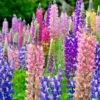 100+ Dwarf Lupine Seeds (Lupinus hartwegii) Pixie Delight Mix, Annual Flowers