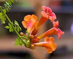 100+ FLOWER VINE SEEDS: Perennial Trumpet Creeper (Campsis radicans)