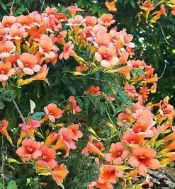 100+ FLOWER VINE SEEDS: Perennial Trumpet Creeper (Campsis radicans)