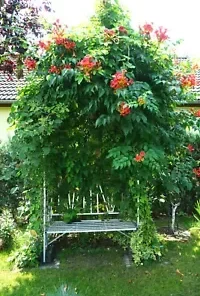 100+ FLOWER VINE SEEDS: Perennial Trumpet Creeper (Campsis radicans)