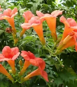 100+ FLOWER VINE SEEDS: Perennial Trumpet Creeper (Campsis radicans)