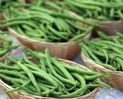 100 GREEN BEAN SEEDS, BULK Jade Bush Bean for Planting,