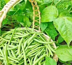 100 GREEN BEAN SEEDS, BULK Jade Bush Bean for Planting,