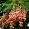 100 Lily of the Valley Sourwood Seeds (Oxydendrum arboreum) | Honey Bee Tree