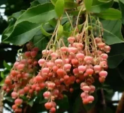 100 Lily of the Valley Sourwood Seeds (Oxydendrum arboreum) | Honey Bee Tree