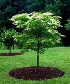 100 Lily of the Valley Sourwood Seeds (Oxydendrum arboreum) | Honey Bee Tree