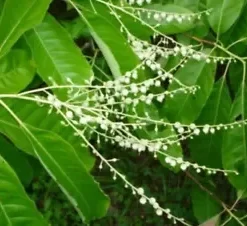 100 Lily of the Valley Sourwood Seeds (Oxydendrum arboreum) | Honey Bee Tree