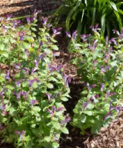 100+ MEDICINAL SKULLCAP HERB SEEDS (Scutellaria lateriflora) Mad Dog,