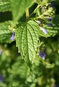 100+ MEDICINAL SKULLCAP HERB SEEDS (Scutellaria lateriflora) Mad Dog,