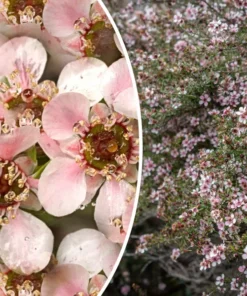 100+ Manuka Tea Tree Seeds - Medicinal Honey & Tea Shrub Pink Flowers,