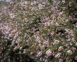 100+ Manuka Tea Tree Seeds - Medicinal Honey & Tea Shrub Pink Flowers,